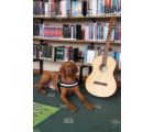 Terápiás kutyával végzett foglalkozások a könyvtárban